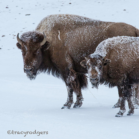 Two Bison 2