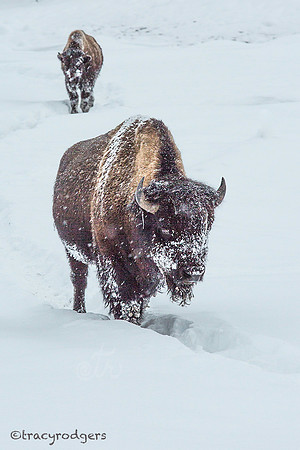 Two Bison