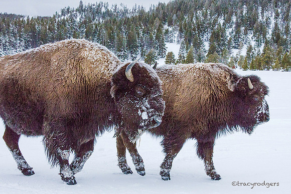 Two More Bison