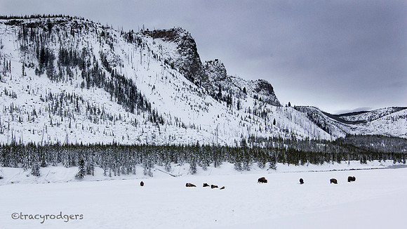 Yellowstone Valley
