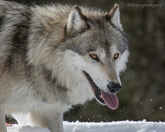 Wolf Beaut