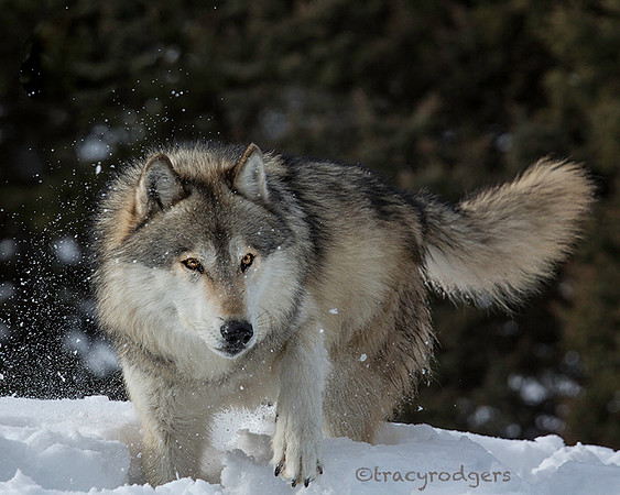 wolf 2 web