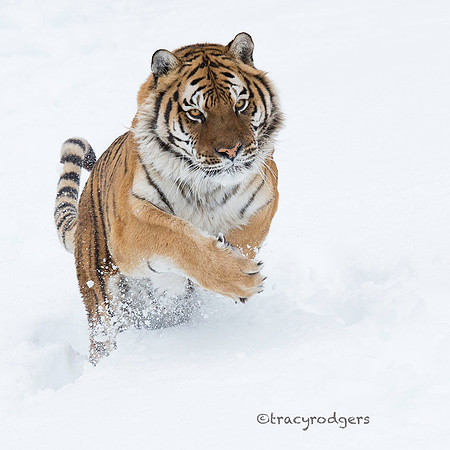 tiger1 web