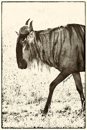 wilde profile