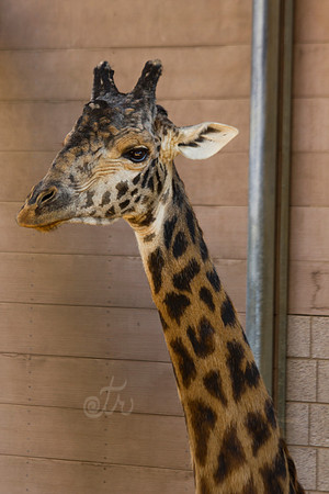 joey giraffe