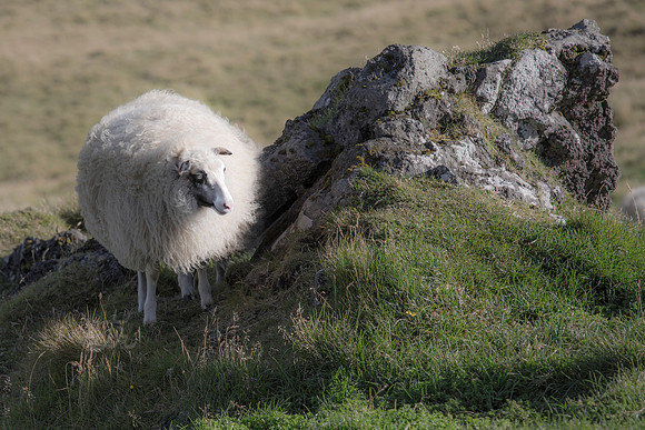 baaa bluff