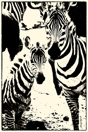 zebras