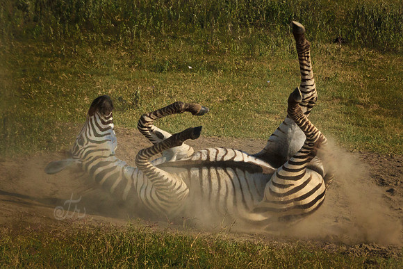 dust bath