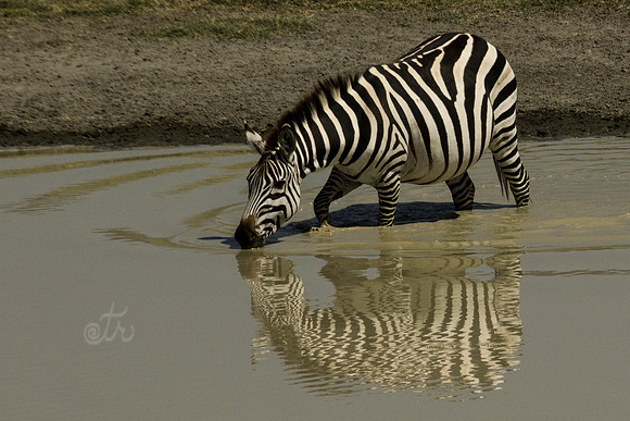 zebra ripples