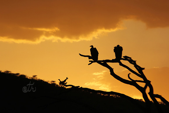 vultures in gold