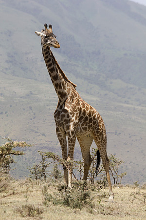 tall guy