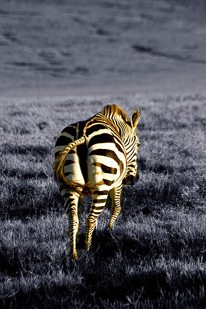 warm zebra back