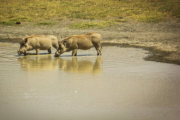 warthog dip