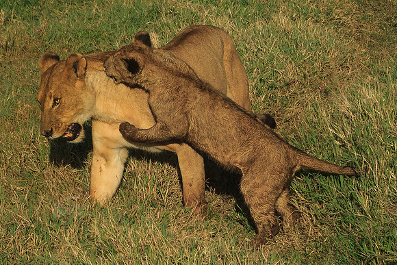 mama play