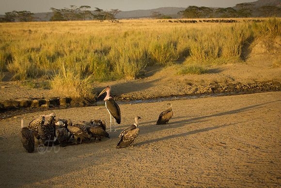 vulture party