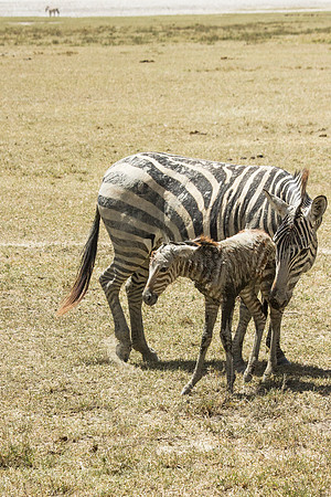 mama nudge
