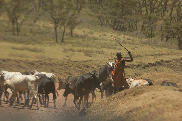maasai herder